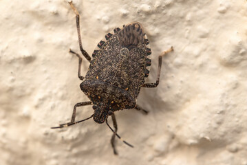 Punaise marron en macrophotographie