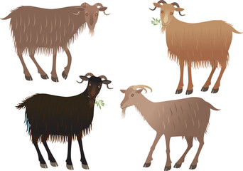 Goats eating an olive branch. Vector illustration.