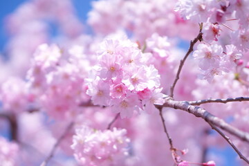 Weeping cherry tree at Seseragi-no-Sato Park in Shinjuku-ku, Tokyo