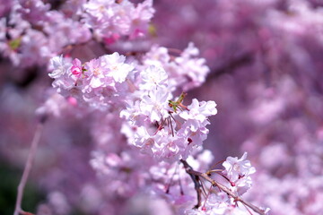 Weeping cherry tree at Seseragi-no-Sato Park in Shinjuku-ku, Tokyo