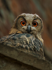 close up of a owl