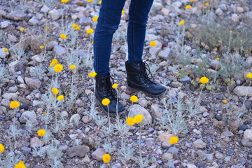 Flowers in the garden
