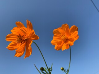 orange flower against blue sky