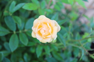 Yellow Rose
