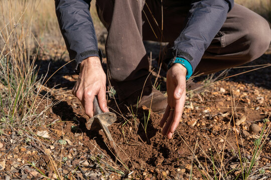 manos sacando una trufa de un agujero.