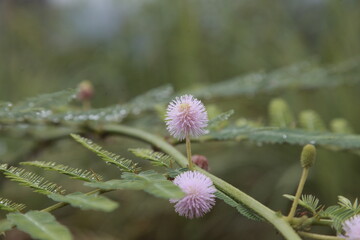 Mimosa pudica is a wild plant.
is a short shrub of the leguminous tribe
Spread throughout Asia