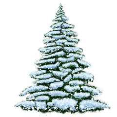Snow covered fir tree