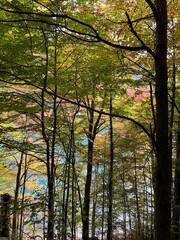 autumn in the forest