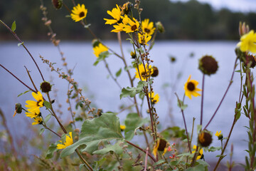 Yellow Flowers by the Lake