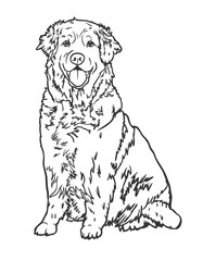 Vector image of an dog labrador.
