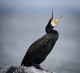 cormorant on rock