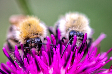 bee on a flower