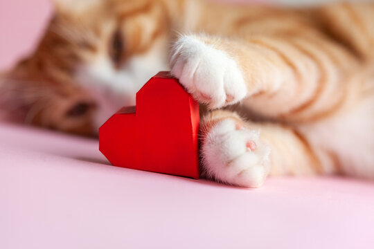Close-up portrait of cat paws holding red paper heart on pink background. Greeting card for Valentines day. Сoncept help homeless animals