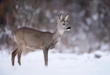 Zelfklevend Fotobehang Roe deer ( Capreolus capreolus ) close up © Piotr Krzeslak