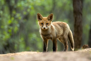 Cute young red fox in the forest ( Vulpes vulpes )