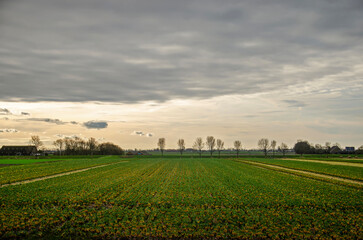 Fototapeta na wymiar Fields, farms, dikes and trees under a dramatic sky on a winter day on the island of Hoeksche Waard in the Netherlands