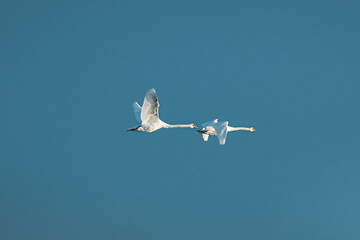 Swans migrating to south from Latvia in nordic Europe. Majestyc wing span with vibrant blue sky in background.