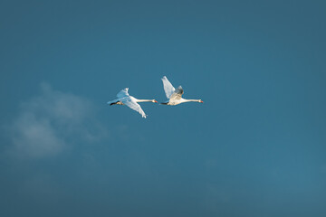 Swans migrating to south from Latvia in nordic Europe. Majestyc wing span with vibrant blue sky in background.