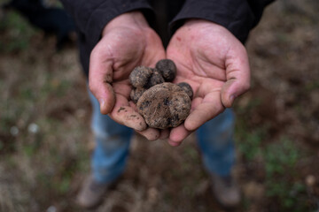 Una Trufa negra a mano
