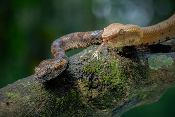 Trimeresurus puniceus pit viper on branch