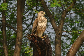 long legged buzzard on tree