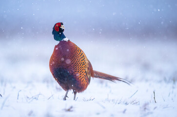 Ringneck Pheasant (Phasianus colchicus) male close up