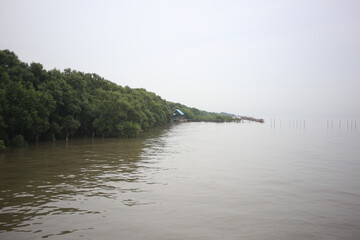 nobody no person on wetlands , beach , mangrove forest area with tree and rain clouds sky background 