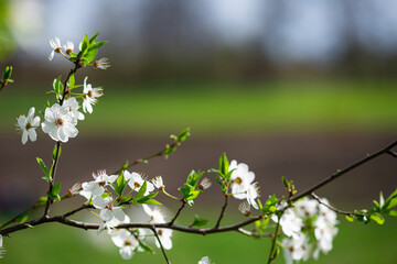 Obraz premium White cherry blossom in spring time against green grass. Nature blossom spring background. Branches of blossoming cherry macro with soft focus background with copy space