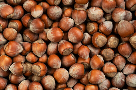 Close up top view photo of shelled raw hazelnuts.
