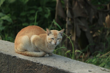 Obraz premium Brown street cat ready to hunt looking to the camera