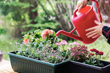 Person watering pot flowers close up photography. © Barillo_Images