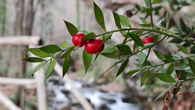 Wild Ruscus Aculeatus, aka butcher's broom, with big red berries growing by a stream in a forest, waving with the breeze. Close-up, real time.