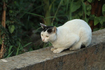 young cat, black and white, close-up