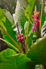 tropical pink flower symbol of singularity and beauty in nature