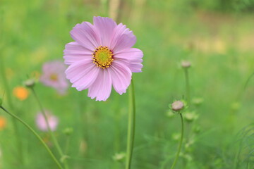 Beautiful and amazing of cosmos flower field landscape in sunset. nature wallpaper background