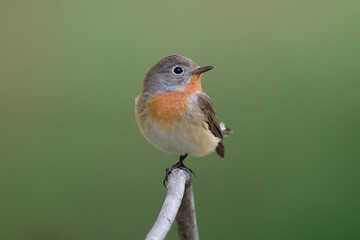 most rariest migratory bird of Thailand in winter during migration period making lovely perch, red-breasted flycatcher