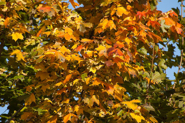 autumn background, yellow and red autumn leaves in the photo close-up