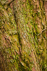 Moss on the bark of a tree. Beautiful macro background surface texture of green moss and mushrooms in the forest.