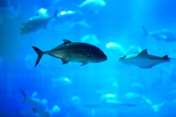 Obraz premium Tropical fishes in a giant aquarium