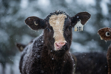 Close up on a young simmental calf