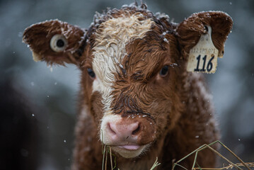 Close up on a young simmental calf