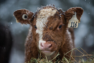 Close up on a young simmental calf © Beatrice
