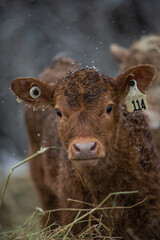 Young cute red angus calf close up in winter weather outside