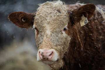 Close up on a young simmental calf