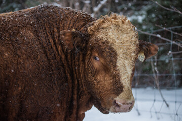 Large simmental bull cow outside in winter