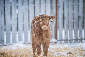 Close up on a young simmental calf © Beatrice