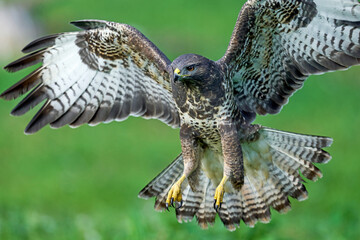 Common buzzard (Buteo buteo)