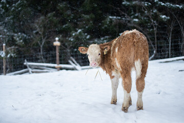 Close up on a young simmental calf