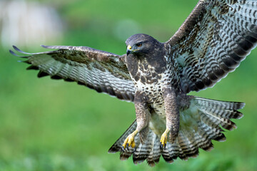 Common buzzard (Buteo buteo)