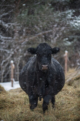 Fototapeta premium Black angus cow, standing in hay in a winter pasture